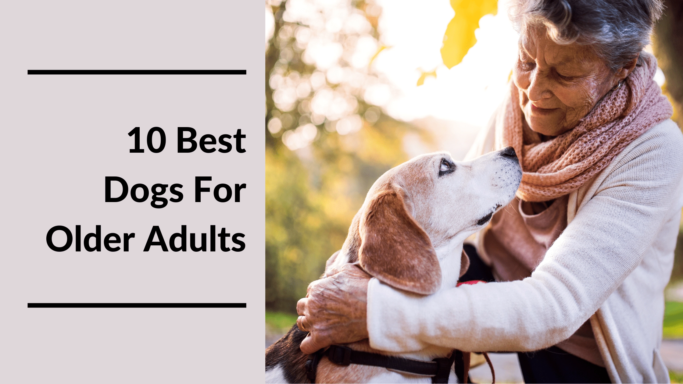 Best Dogs For Seniors Featured Image -MeetCaregivers