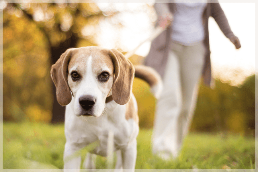 Best dogs for seniors - Curious beagle puppy dragging owner on its leash - MeetCaregivers
