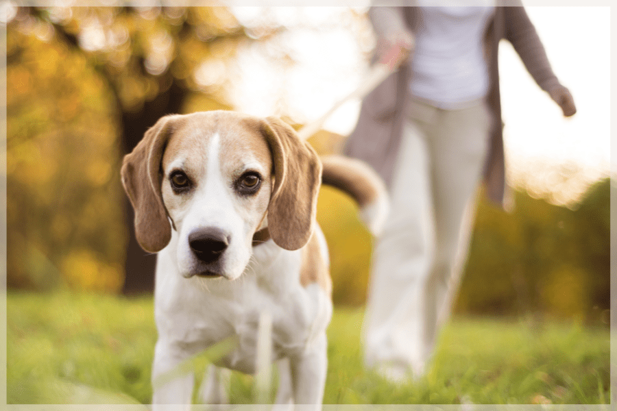 Top ten clearance dogs for seniors