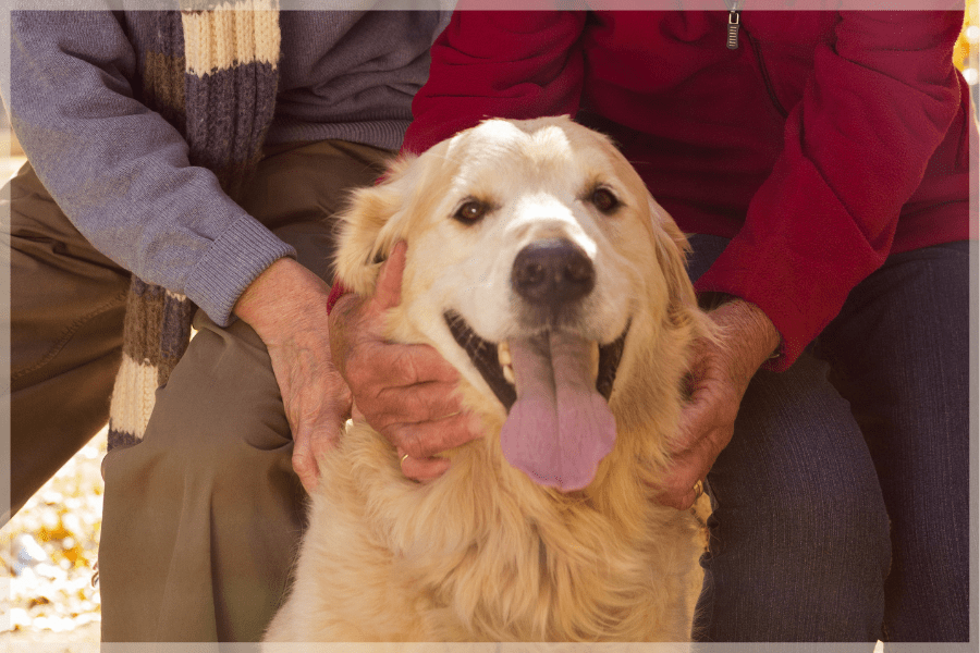 Best dogs for seniors - Elderly couple petting their senior golden retriever - MeetCaregivers