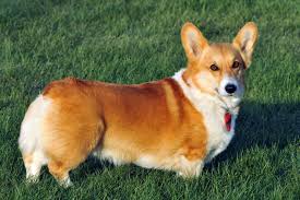 Best Dogs For Seniors - Corgi