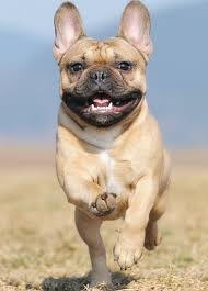 Best Dogs For Seniors - French Bulldog