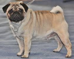 Best Dogs For Seniors - Pug