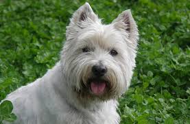 Dogs For Seniors - Westies