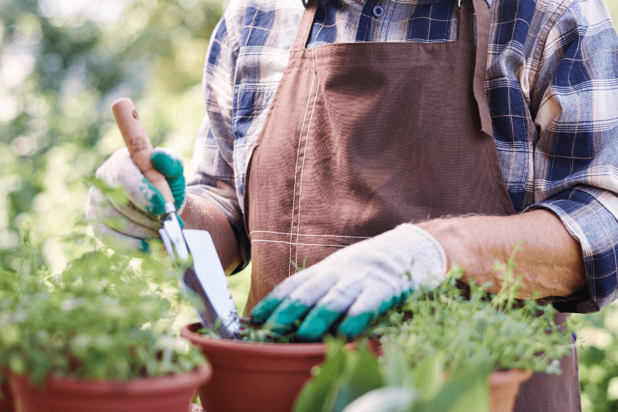 Activities For Seniors – Senior Man Repotting Plants