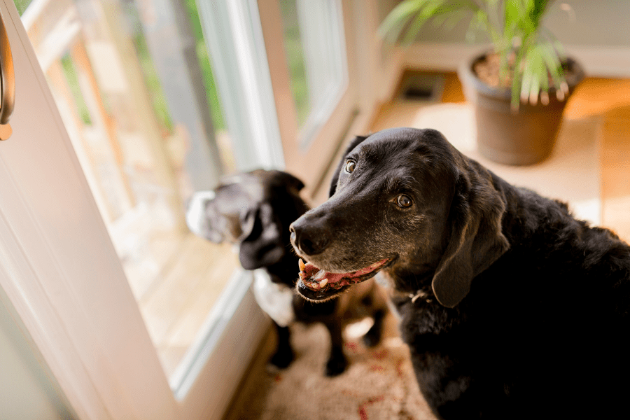 Best pets for seniors - Happy senior dogs indoors - MeetCaregivers
