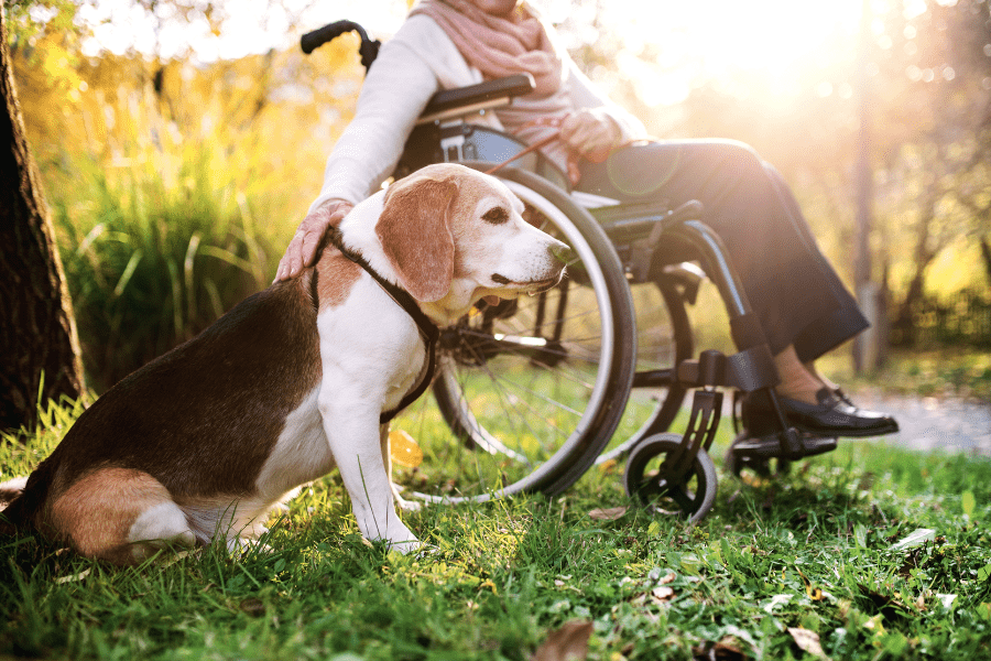 benefits-of-pets-for-older-adults-harpeth-hills-animal-hospital