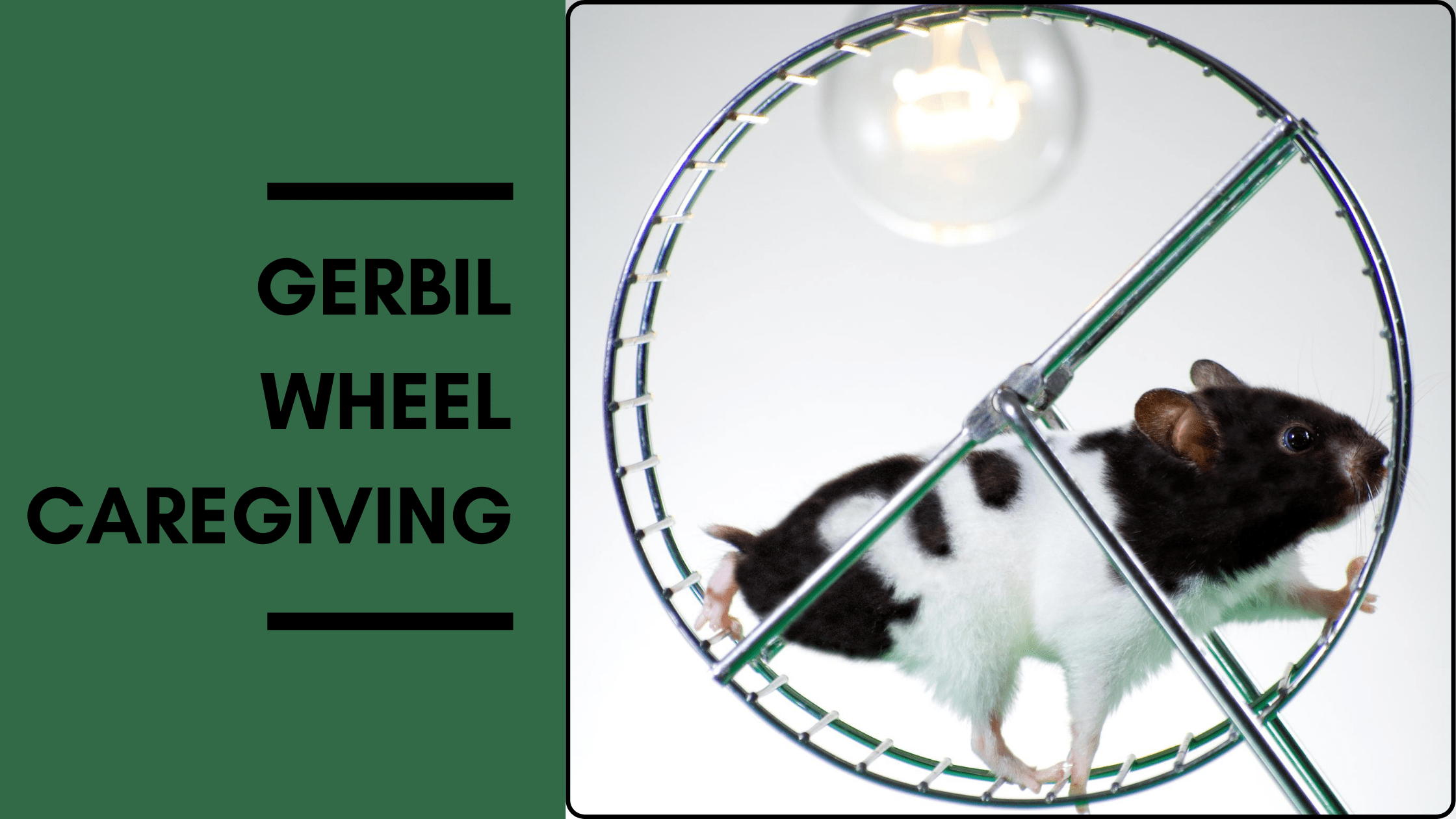 representation-of-gerbil-wheel-