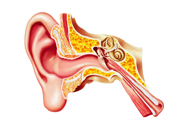 vestibular-system-diagram